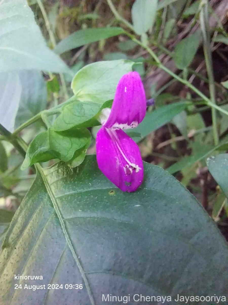 Dicliptera foetida (Forssk.) Blatt.